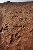 Piste de Dinosaure Théropode Arizona USA