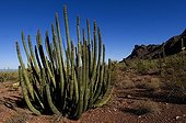 Cactus colonnaires MN Organ Pipe Cactus Arizona USA