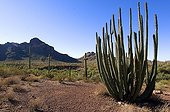 Désert de Sonora MN Organ Pipe Cactus Arizona USA
