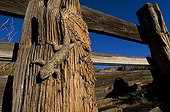 Lézard épineux de Clark sur bois Old Alamo canyon ranch USA