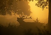 Silhouette of Red Deer stag calling at dawn in autumn UK