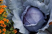 Red cabbage 'F1 Rookie' in a kitchen garden