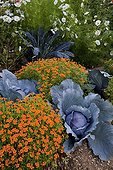 Red cabbages 'F1 Rookie' in a flowered kitchen garden ; Signet marigolds 'Tangerine Gem'