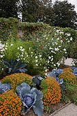 Red cabbages 'F1 Rookie' in a flowered kitchen garden ; Signet marigolds 'Tangerine Gem'