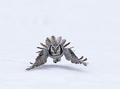 Hawk Owl in flight with Vole Finland
