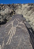 Macaw Petroglyph at Petroglyph NM Albuqurque New Mexico