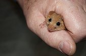 Hazel Dormouse being handled during weighing Kent UK ; Character: Alan Ford 