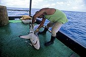 Pêcheur coupant la nageoire d'un Requin mort Iles Cocos