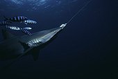 Poissons pilotes Requin bordé et ligne de pêche Costa Rica ; A 320 miles au large du Costa Rica