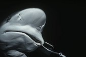 Jeune Requin bordé accroché à un hameçon Costa Rica