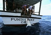 Halage d'un Requin bordé pêché à la ligne aux îles Cocos