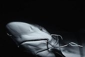 Jeune Requin bordé pris par une ligne de pêche Costa Rica