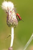 Bedbug nymph on a flower Thistle France