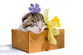 Tabby and white kitten in a wooden drawer and flowers