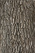 Bark Leadwood Kruger NP South Africa  ; The bark is used in prophylactic treatment of malaria