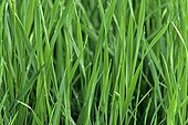 Gros plan de l'herbe dans une pelouse