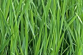 Gros plan de l'herbe dans une pelouse