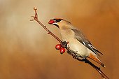 Waxwing perched in a wild roses bush in winter GB