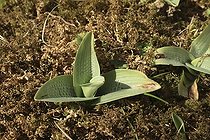 Orchis militaire sur pelouse calcicole sèche Alsace France