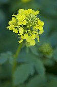 White mustard in bloom in a garden