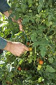 Staking of tomato cherry in a kitchen garden