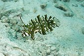 Juvenil Carpet Wrasse Yap Micronesia