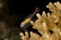 Redeye hovering goby on Hard Coral Maldives