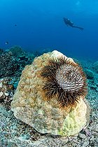 Crown-of-Thorns feeding on a hard coral Moorea Polynesia
