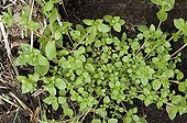 Common chickweed in a garden