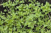Common chickweed in a garden