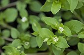 Common chickweed in bloom in a garden