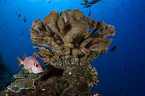 Squirrelfish and hard coral Manihi Atoll Tuamotu Archipelago