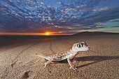 Web-footed Gecko at sunset Namib Desert Namibia ; Nocturnal animals that live mostly nestled in deep burrows where some moisture are preserved during the day. Thin, spindly legs and large webbed feet are used to dig the burrows in the coastal Namib Desert. Webbed feet also aids in running over fine sand. Large, bulb-like dark brown and red eyes with vertical pupils, lack eyelids but are covered with a transparent scale, or spectacle, which is cleaned by periodic licking.