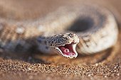 Portrait de Vipère des sables Désert du Namib Namibie ; La Vipère des sables est une espèce de vipère venimeuse. Elle laisse une piste en forme de s dans le sable et est soigneusement camouflée. Elle s'enfonce dans le sable, à l'affût de tout insecte ou lézard passant.