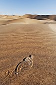 Vipère des sables rampant dans le sable Désert du Namib ; La Vipère des sables est une espèce de vipère venimeuse. Elle laisse une piste en forme de s dans le sable et est soigneusement camouflée. Elle s'enfonce dans le sable, à l'affût de tout insecte ou lézard passant.