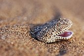 Portrait de Vipère des sables dans le sable Désert du Namib ; La Vipère des sables est une espèce de vipère venimeuse. Elle laisse une piste en forme de s dans le sable et est soigneusement camouflée. Elle s'enfonce dans le sable, à l'affût de tout insecte ou lézard passant.