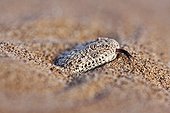 Portrait de Vipère des sables dans le sable Désert du Namib ; La Vipère des sables est une espèce de vipère venimeuse. Elle laisse une piste en forme de s dans le sable et est soigneusement camouflée. Elle s'enfonce dans le sable, à l'affût de tout insecte ou lézard passant.