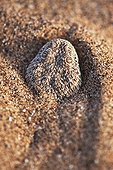 Portrait de Vipère des sables dans le sable Désert du Namib ; La Vipère des sables est une espèce de vipère venimeuse. Elle laisse une piste en forme de s dans le sable et est soigneusement camouflée. Elle s'enfonce dans le sable, à l'affût de tout insecte ou lézard passant.