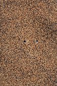 Regard de Vipère des sables dans le sable Désert du Namib ; La Vipère des sables est une espèce de vipère venimeuse. Elle laisse une piste en forme de s dans le sable et est soigneusement camouflée. Elle s'enfonce dans le sable, à l'affût de tout insecte ou lézard passant.