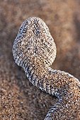 Portrait de Vipère des sables dans le sable Désert du Namib ; La Vipère des sables est une espèce de vipère venimeuse. Elle laisse une piste en forme de s dans le sable et est soigneusement camouflée. Elle s'enfonce dans le sable, à l'affût de tout insecte ou lézard passant.