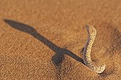 Vipère des sables dressée dans le sable Désert du Namib ; La Vipère des sables est une espèce de vipère venimeuse. Elle laisse une piste en forme de s dans le sable et est soigneusement camouflée. Elle s'enfonce dans le sable, à l'affût de tout insecte ou lézard passant.