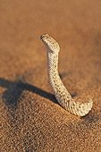 Vipère des sables dressée dans le sable Désert du Namib ; La Vipère des sables est une espèce de vipère venimeuse. Elle laisse une piste en forme de s dans le sable et est soigneusement camouflée. Elle s'enfonce dans le sable, à l'affût de tout insecte ou lézard passant.