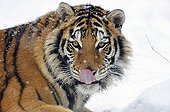 Siberian tiger tongue out 