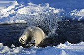 Polar bear diving into the water Sweden ; Swedish center of protection of endangered carnivores