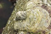 European sting winkle on oyster shell Britain France