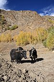 Yacks plowing na Zanskar Valley Lung India