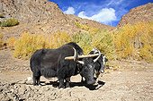Yacks plowing na Zanskar Valley Lung India