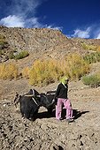 Yacks plowing na Zanskar Valley Lung India