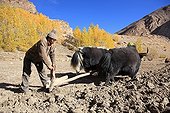 Yacks plowing na Zanskar Valley Lung India