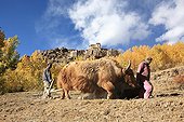 Yaks plowing Zanskar Valley Lung na India 